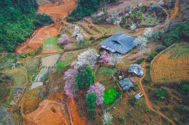 Rực rỡ sắc xuân vùng cao