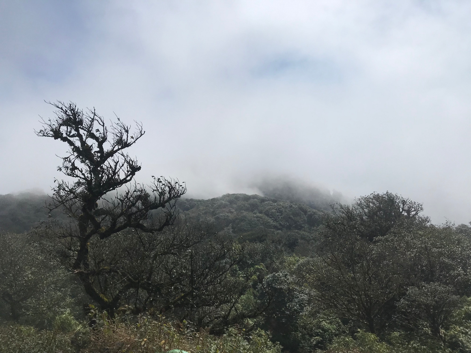 Moss-forest system at Phja Oac Peak.