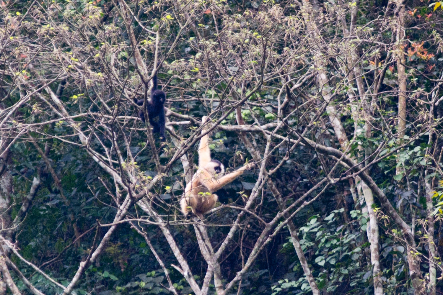 Vượn Cao Vít - Trùng Khánh - Cao Bằng