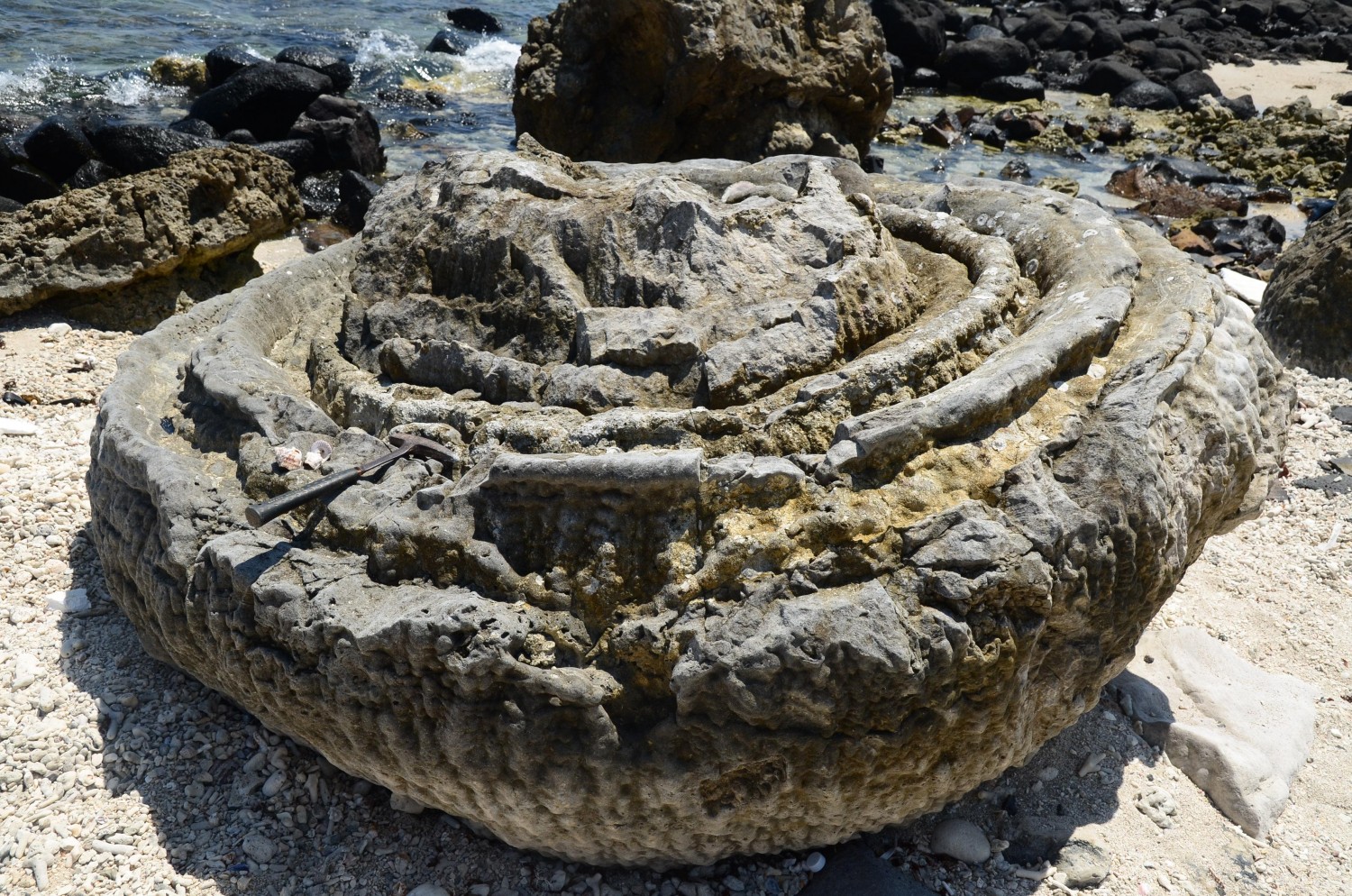 Hóa thạch San hô “bánh xe”-